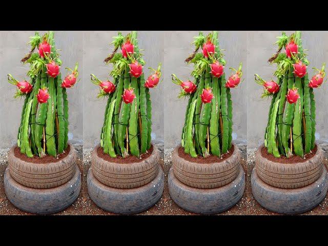 How to care for and plant dragon fruit so easy for beginners