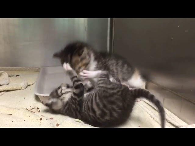 Nothing better than 4 week old kittens having a wrestling match. 