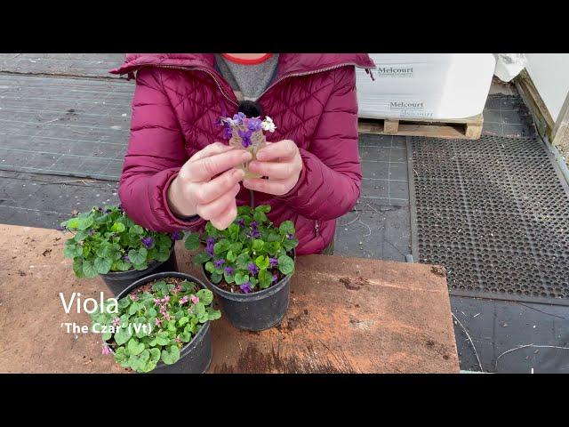 Violas at Hardy's Plants!