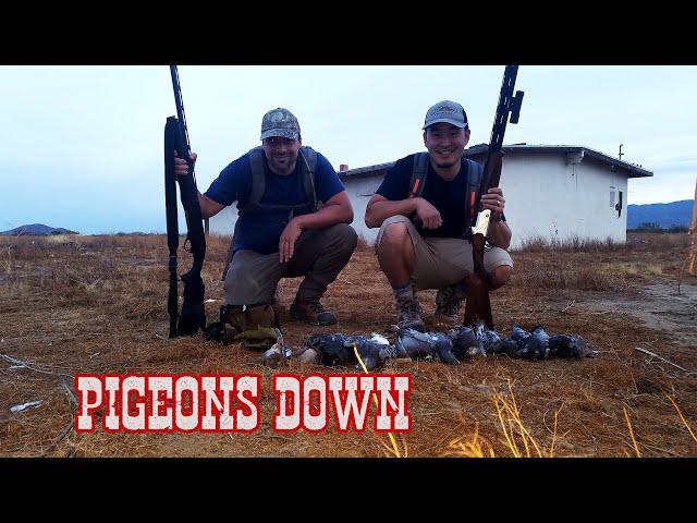 House Cleaning - Pigeon and Dove Hunt with shotkam and gopro