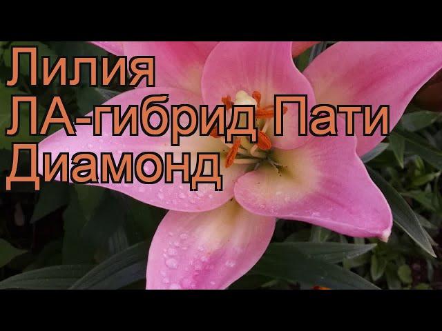 Лилия ла-гибрид Пати Диамонд (lilium)  Пати Диамонд обзор: как сажать, луковицы лилии Пати Диамонд