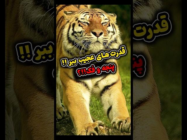 این حیوان با یک ضربه پنجه، خرس را از پا درمی‌آورد! 