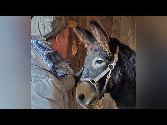 Neglected Donkey Finally Gets Love And Care | The Koala