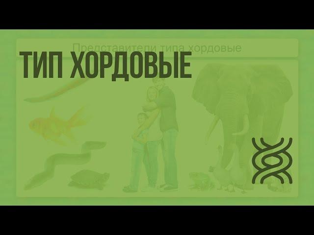 Тип хордовые. Видеоурок по биологии 7 класс