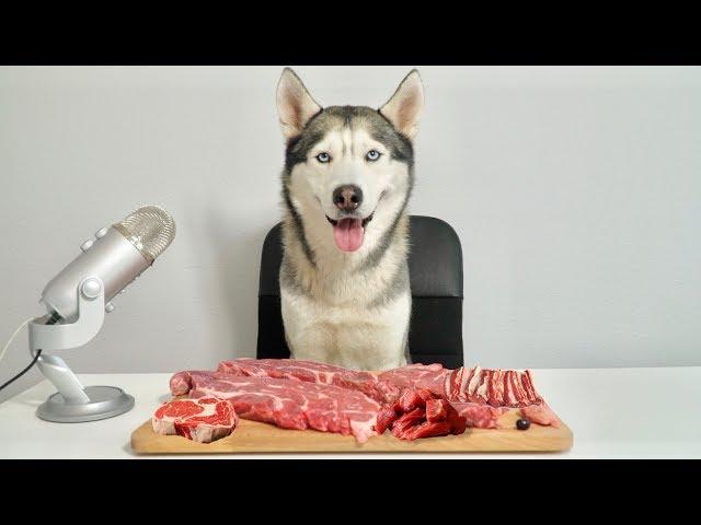 ASMR Husky Reviewing Raw Beef Meat Parts!