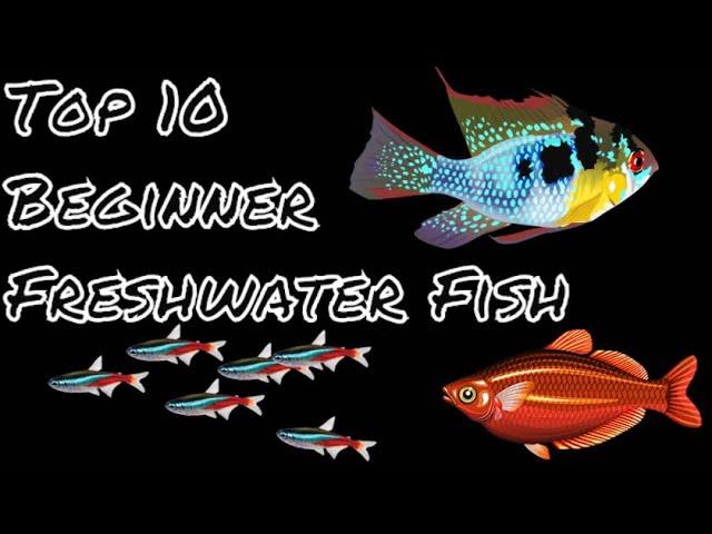 Top 10 Freshwater Fish For Beginners