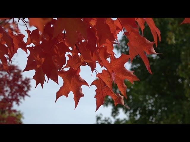 Autumn Ambience with Relaxing Piano Music - Cozy Autumn Sounds, Soothing Fall Scenery