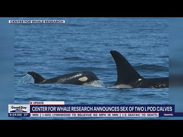 Center for Whale Research announces sex of 2 orca calves