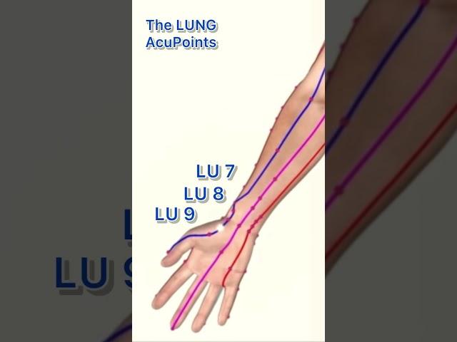 The LUNG meridian acupuncture points #acupuncturepoints