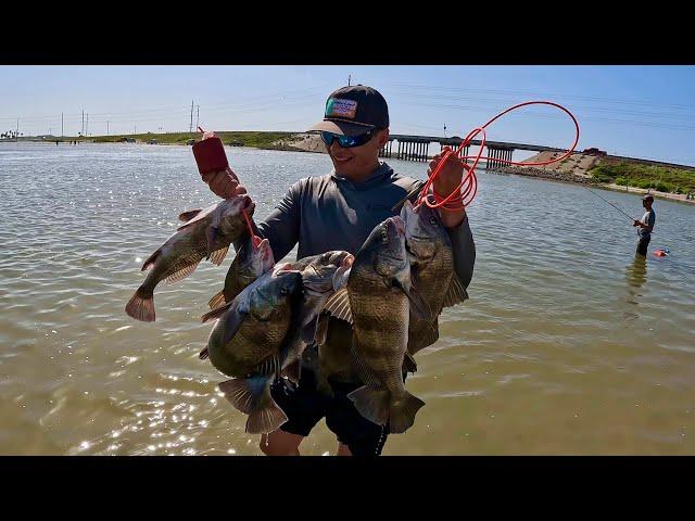 Fishing for BLACK DRUM Packery Channel Bridge (Corpus Christi, Tx)