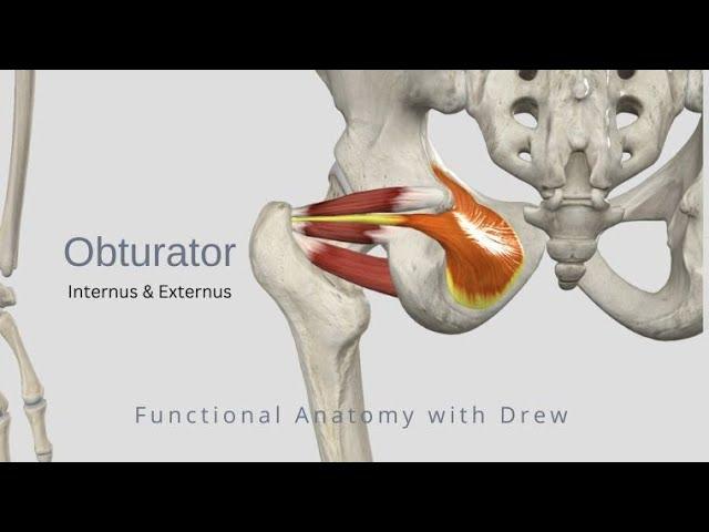 Obturator Internus and Externus