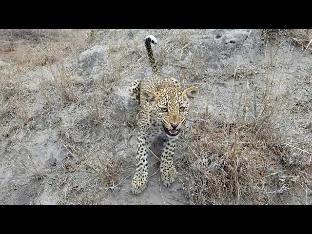 Photographer comes face to face with a curious leopard cub