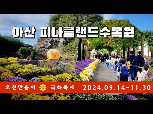 충남 아산 피나클랜드수목원 가을국화축제/축제기간 2024.09.14~11.30