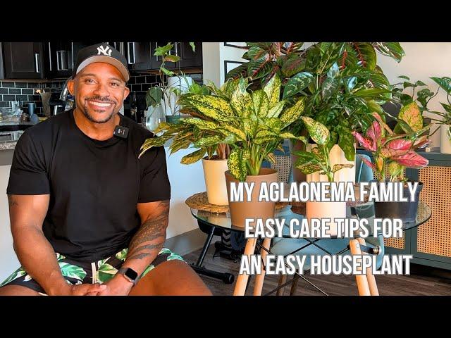 Meet My Aglaonema Family: Easy Care Tips For An Easy Houseplant