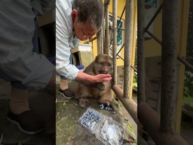 The Master has been teaching Xingxing to be diligent and thrifty passing on traditional virtues