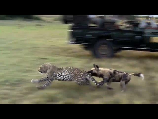 Leopard Narrowly Escapes Wild Dog Attack | Great Plains Conservation