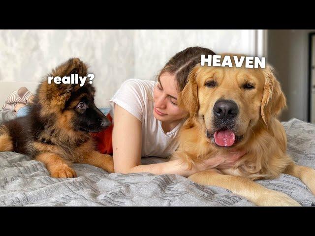 Petting One Dog and Not The Other | Jealous Dogs Reaction