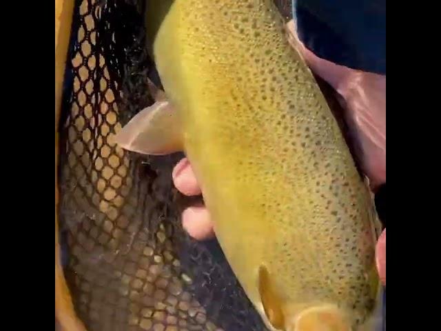 Arizona Fly Fishing Adventure for Gila trout