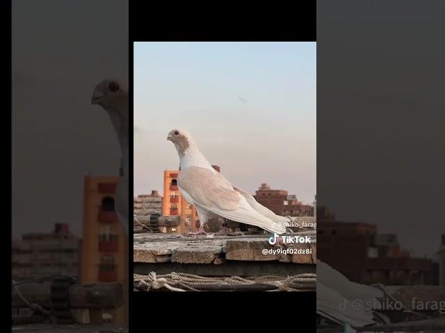 #الخواجة