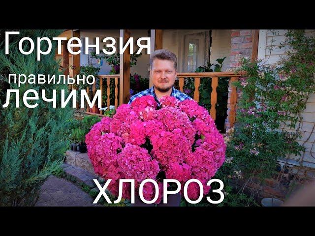 Гортензия. ХЛОРОЗ и  как его ЛЕЧИТЬ правильно.