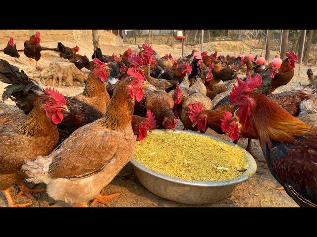 How to raise chickens for meat and eggs - Egg harvesting - Cheap chicken feed - Poultry business