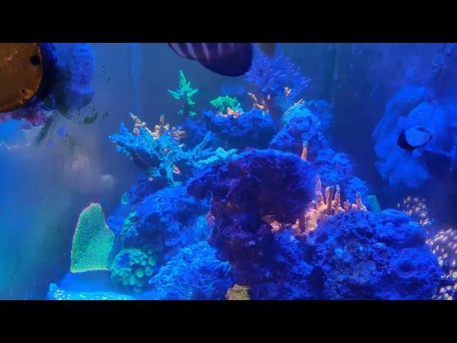 Livestream of 120 Gallon Coral Reef Aquarium 10-16-2023