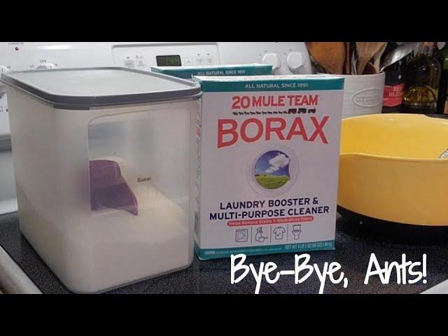 Getting Rid of Ants