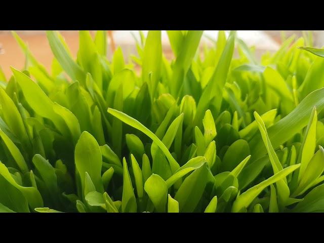 Horn African Farming Hydroponic Maize trail Day 6