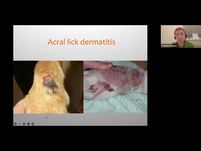 Little piece 2 from Pruritic dog: diagnostic algorithm,  Svetlana Belova, DVM, Diplomate ECVD