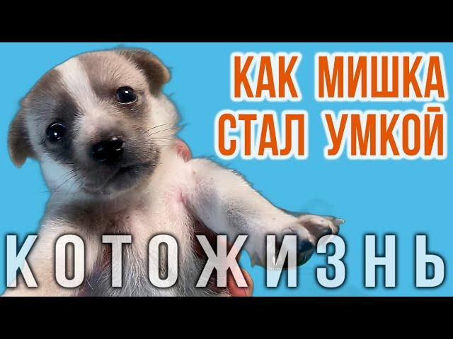 КАК МИШКА СТАЛ УМКОЙ! КОТОЖИЗНЬ!