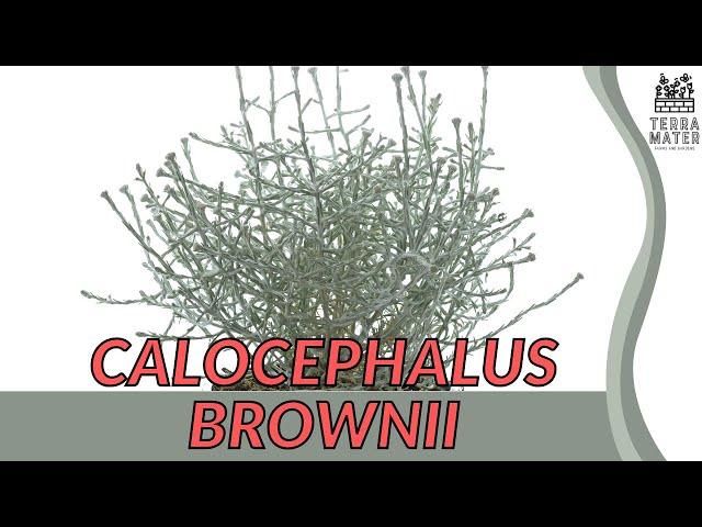 Silver Lining: CALOCEPHALUS BROWNII | Ornamental Wonder for Your Garden