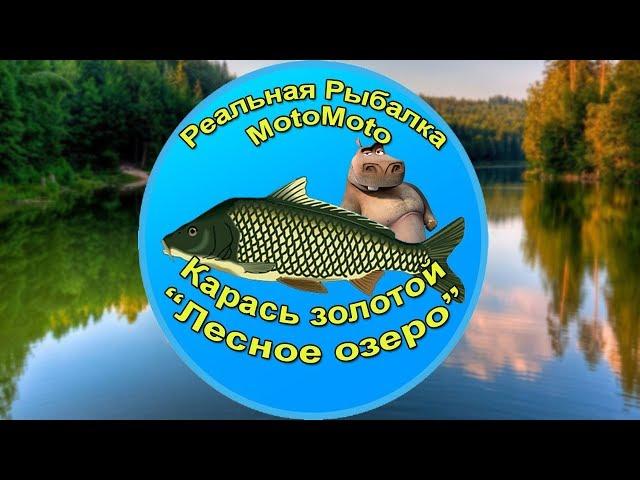 Как поймать Золотого карася на Лесном озере [АРХИВ] | Реальная рыбалка