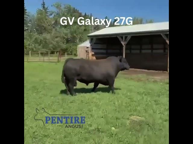 Updated video of GV Galaxy 27G after returning home to Greenvale Ranch from World West Sires.