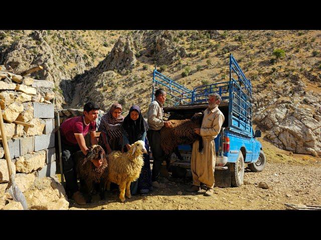 Nomadic life | Nader and his family sold their lambs