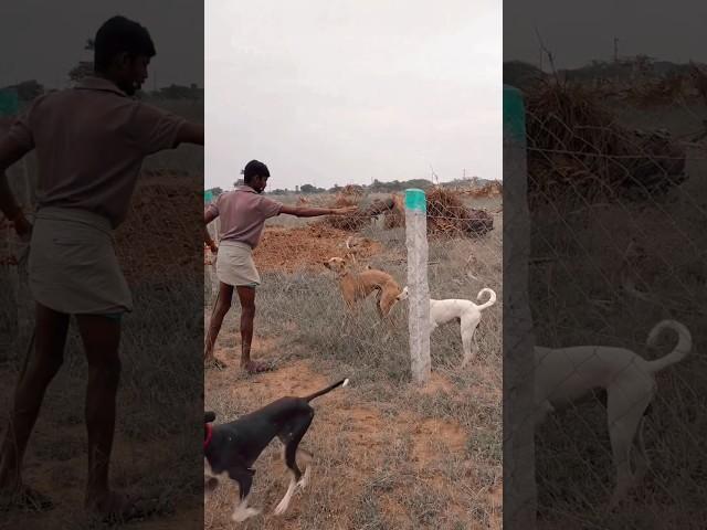 chippiparai dog jumping | High jump training | chippiparai dog