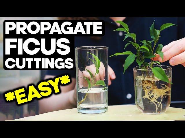 Propagate Ficus from Cuttings for Bonsai  *EASY*