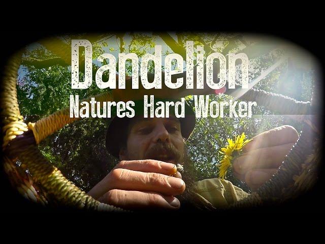 Dandelion, Natures Hard Worker | with Herbal Guest Dr. Terry Willard Ph.D. | Harmonic Arts