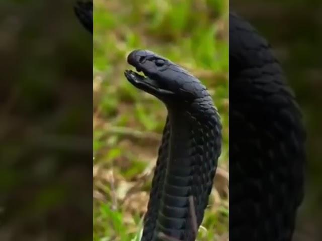 Lady motivational video lady cobra commando #shorts #sainikhub