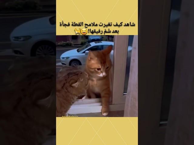 شاهد كيف تغيرت ملامح القطة فجأة بعد شَمِّ رفيقها! #cat #shorts