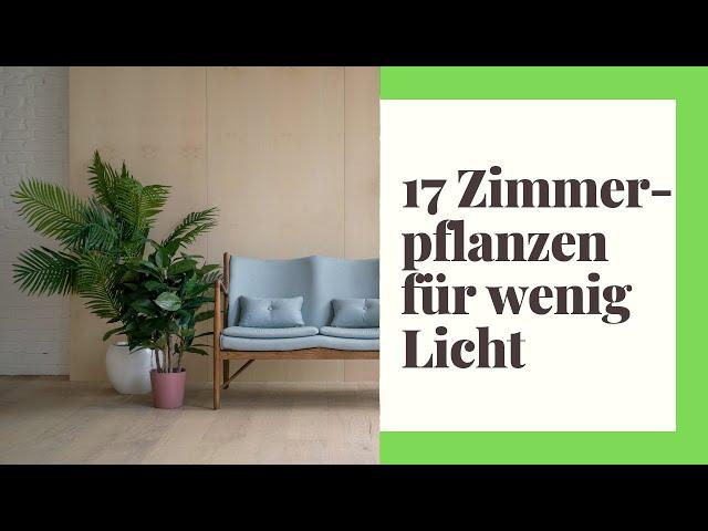 17 pflegeleichte Zimmerpflanzen für wenig Licht