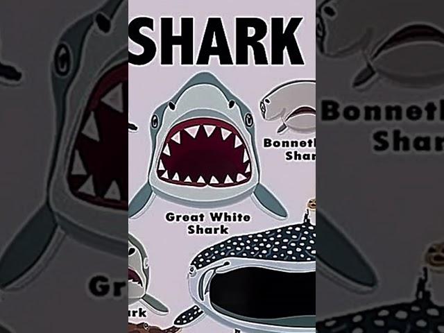 Types of sharks faces ️