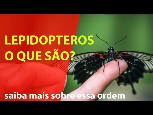 o que são lepidópteros? Insetos? borboletas?