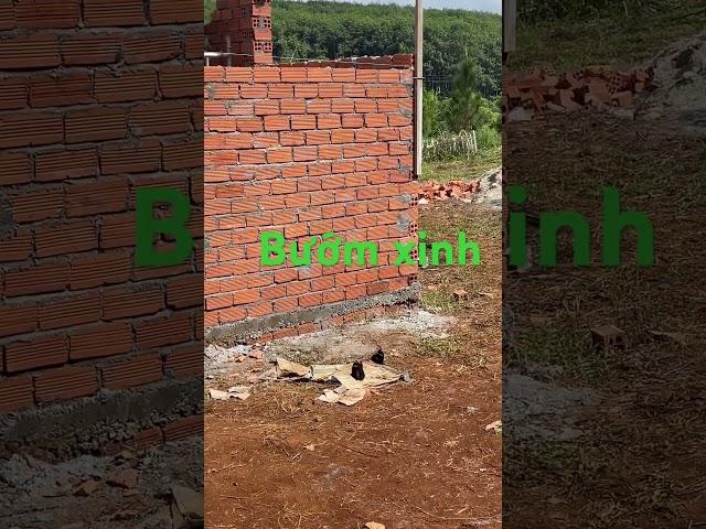 Bướm xinh #review