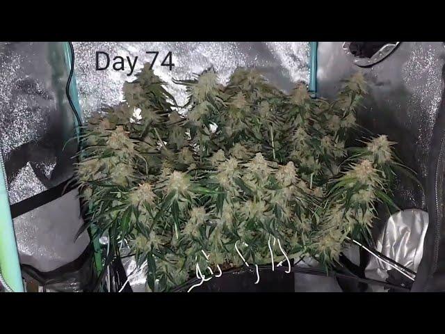 GROW UPDATE - Day 74 - Green Crack Auto by Fast Buds - 2nd Time - 2x2x3 Mini Tent Grow