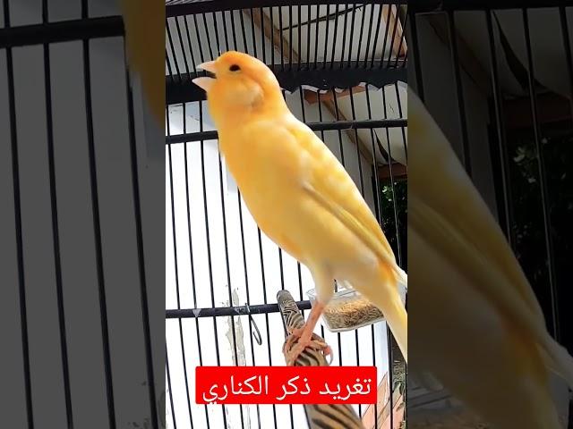 تغريد الكناري