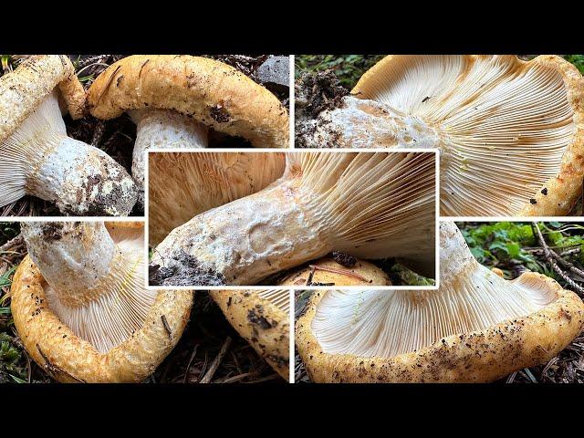 Grubiger Weißtannenmilchling Verwechslung | Ockergelber Grubenmilchling, Lactarius intermedius