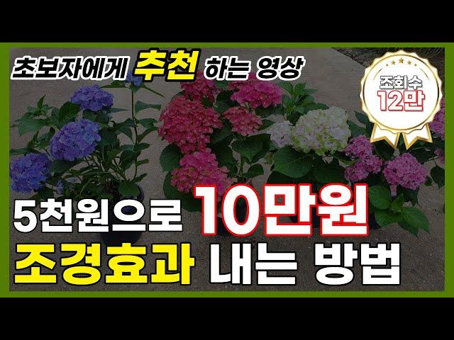 5천원으로 10만원 고급조경을? 남천나무 조경 / 카페조경 / 포인트만들기