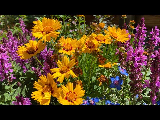 Full sun flowers for a patio bed and containers in zone 9