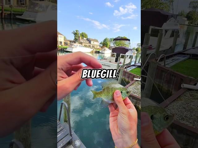 Fly fishing for LIVE BAIT  #fishing #livebait