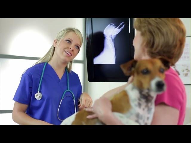 Lameness In Pets - Petsadena Animal Hospital